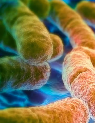 Anti-biotics (tablet)